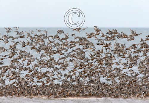 Group of Knot  DM1741